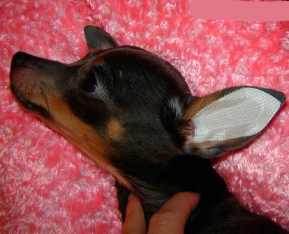 Wenn die Ohren trocken sind, kleben Sie das Motiv wie auf dem Foto gezeigt in das Ohr des Hundes und glätten Sie es vorsichtig