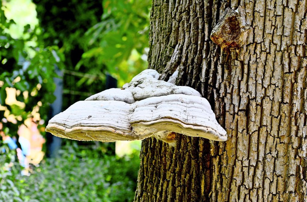 Поскольку грибы - это больше, чем просто еда, они также служат основой для кожи, кожи или бумаги